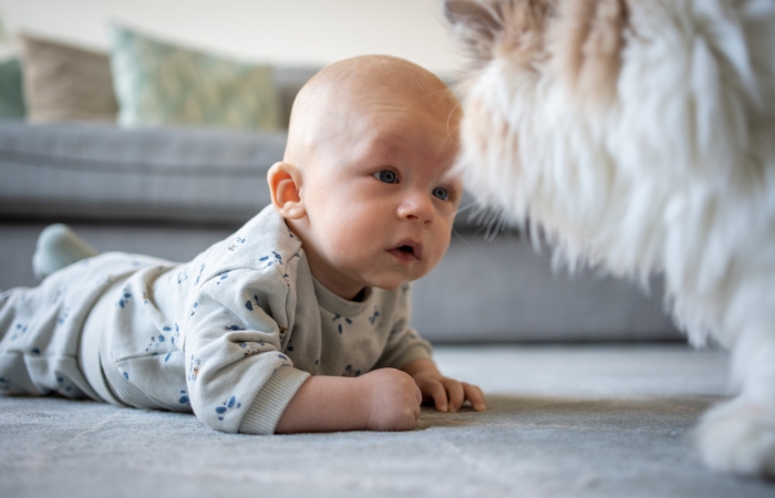 veilig omgaan met dieren baby kat