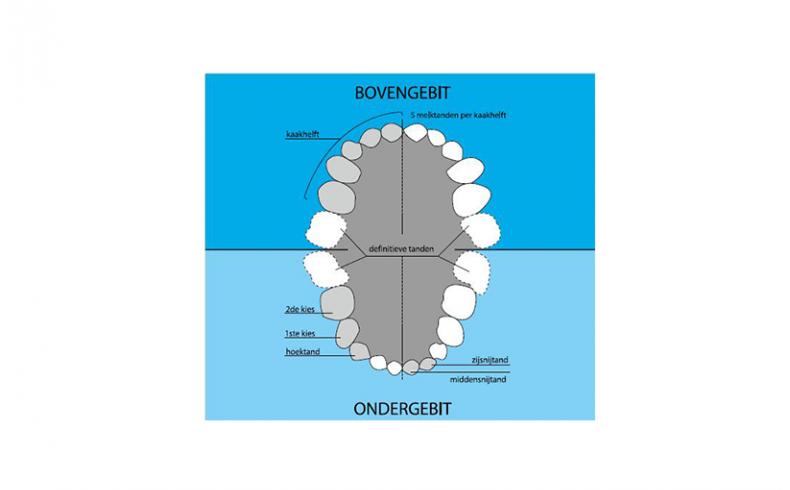 ontwikkeling melkgebit