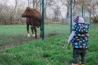 Kind kijkt naar koe