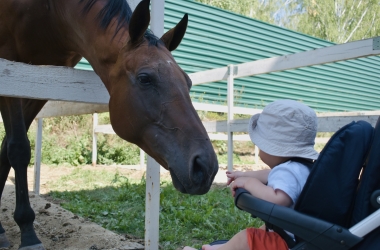 Kind in buggy kijkt naar paard