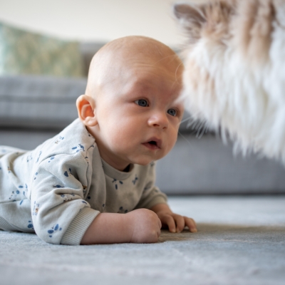 veilig omgaan met dieren baby kat
