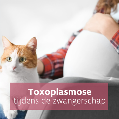 Kat en zwangere buik