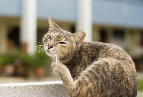 kat